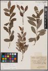 Foto von Salix caprea L. x Salix daphnoides Vill.